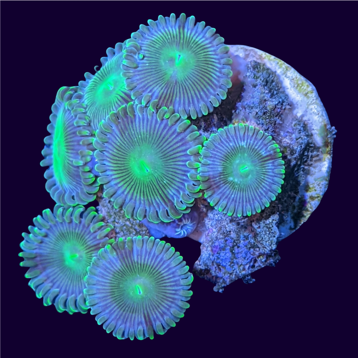 Green People Eater Mini Colony