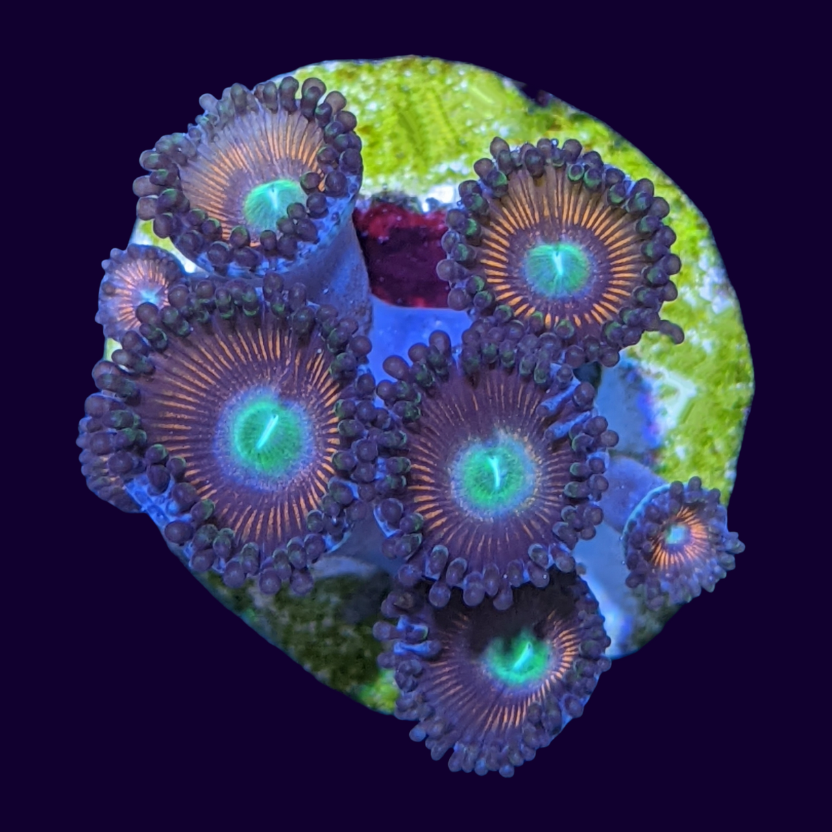 Pink Mini Zoa Colony
