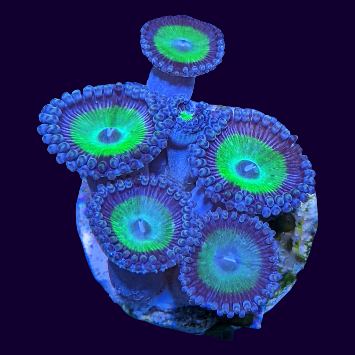 Candy Apple Zoa Mini Colony