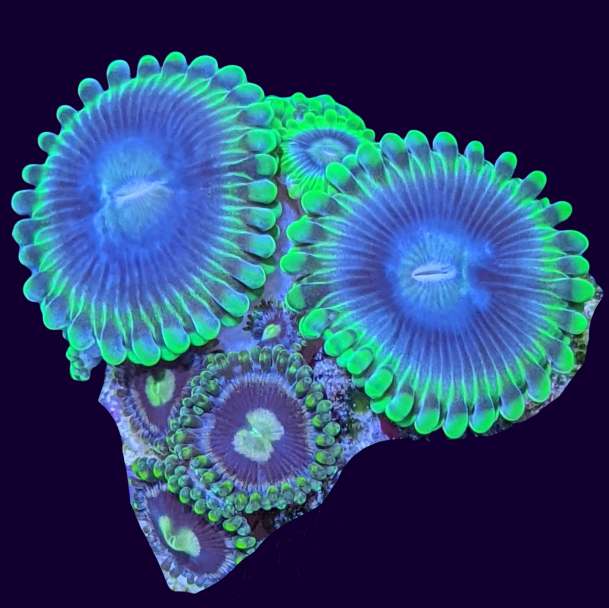 Mixed Zoa Mini Colony
