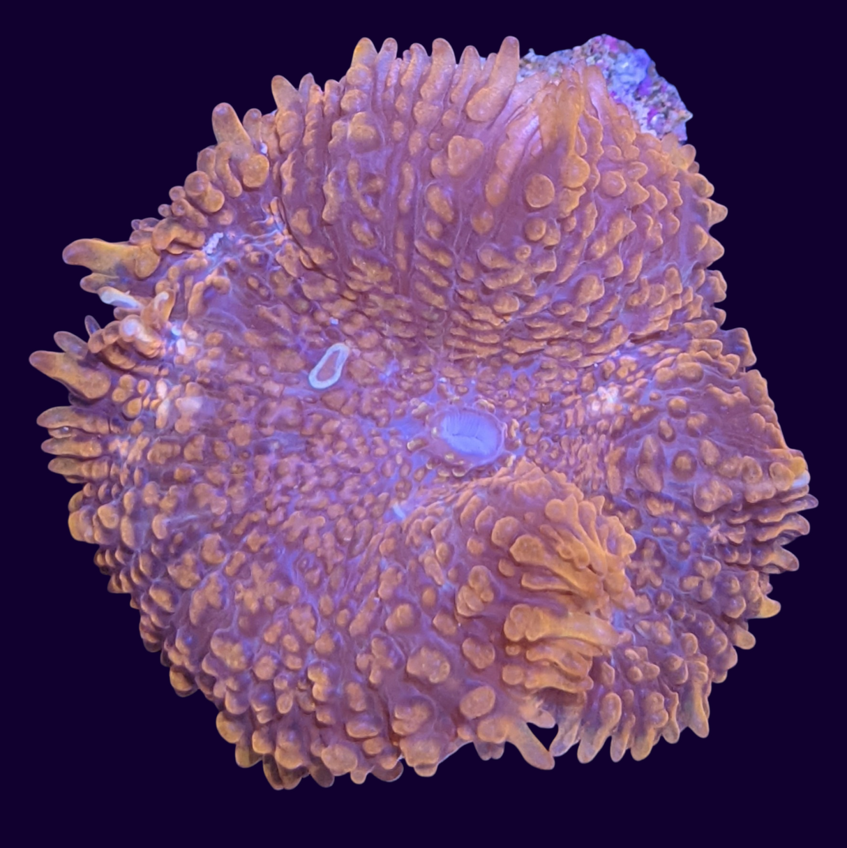 Orange Rhodactis Mushroom