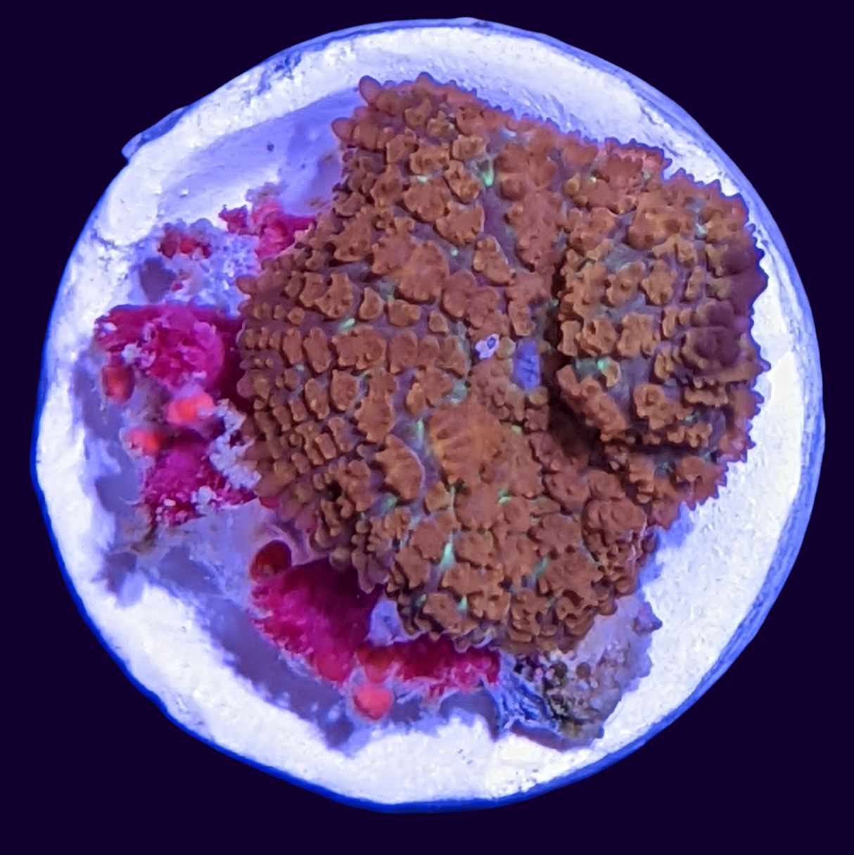 Orange Rhodactis Mushroom