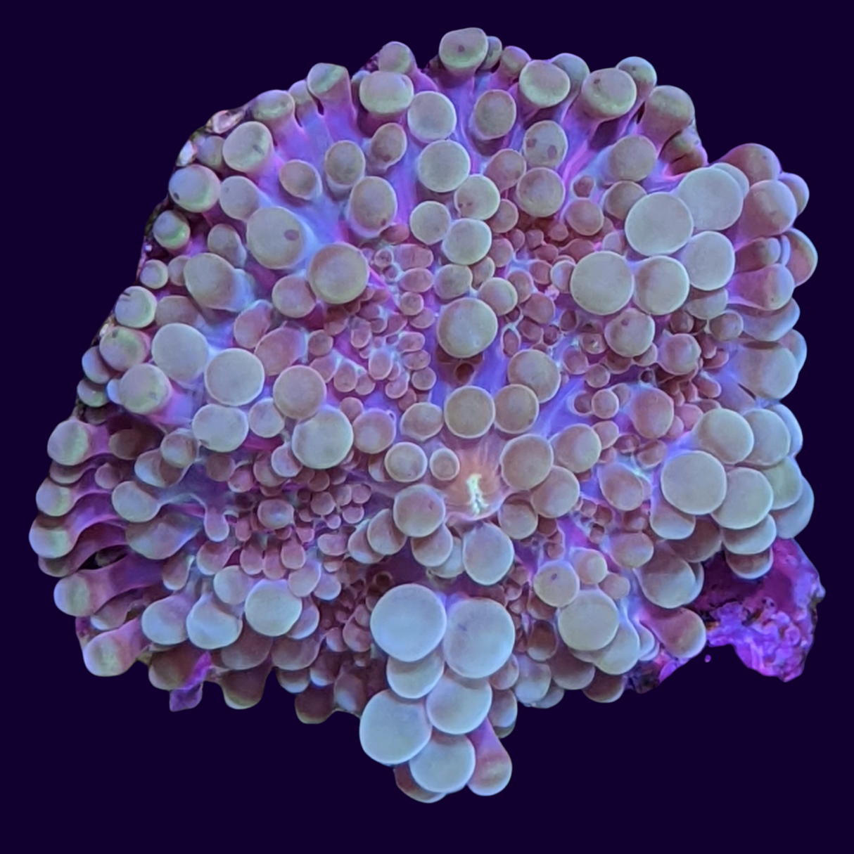 Multicolour Ricordea Mushroom