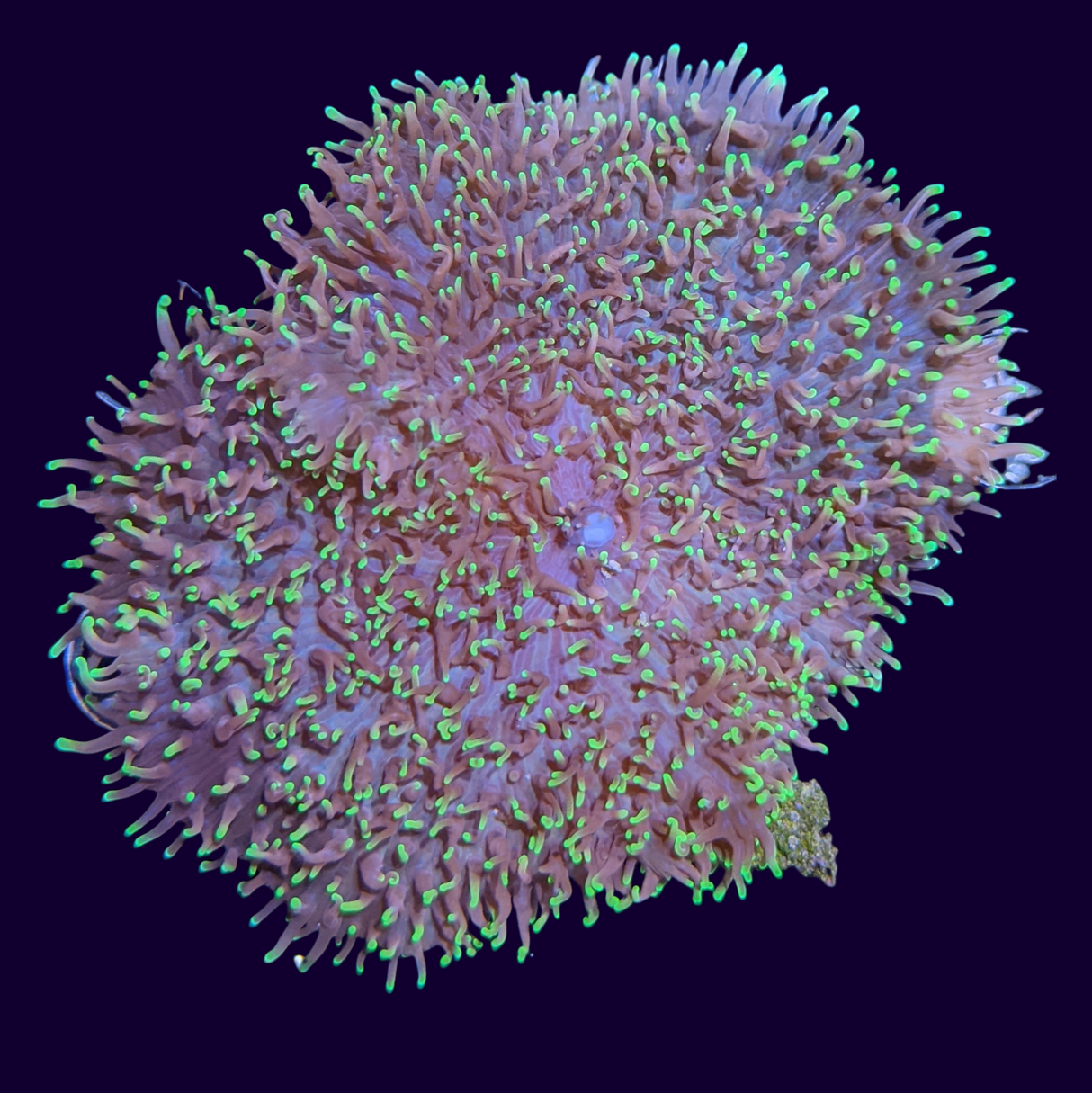 Green Fuzzy Indo Mushroom