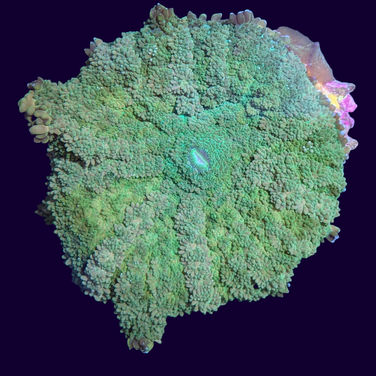 Green Hulk Rhodactis Mushroom