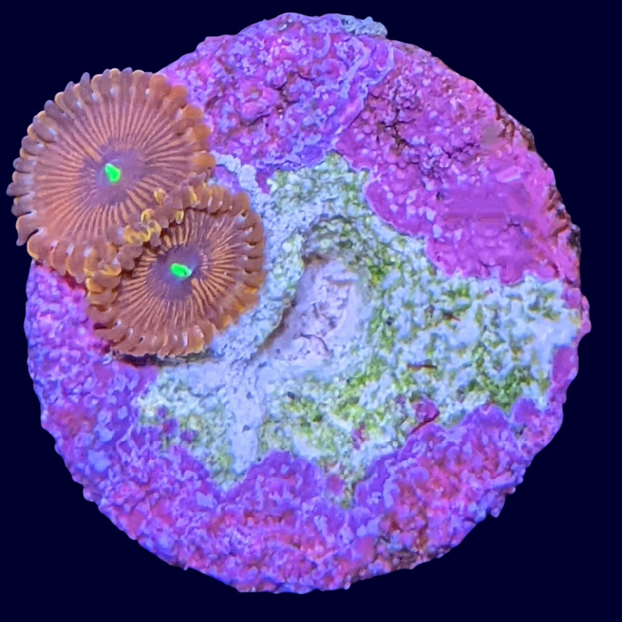 Red People Eater Zoa Frag (UK Grown)