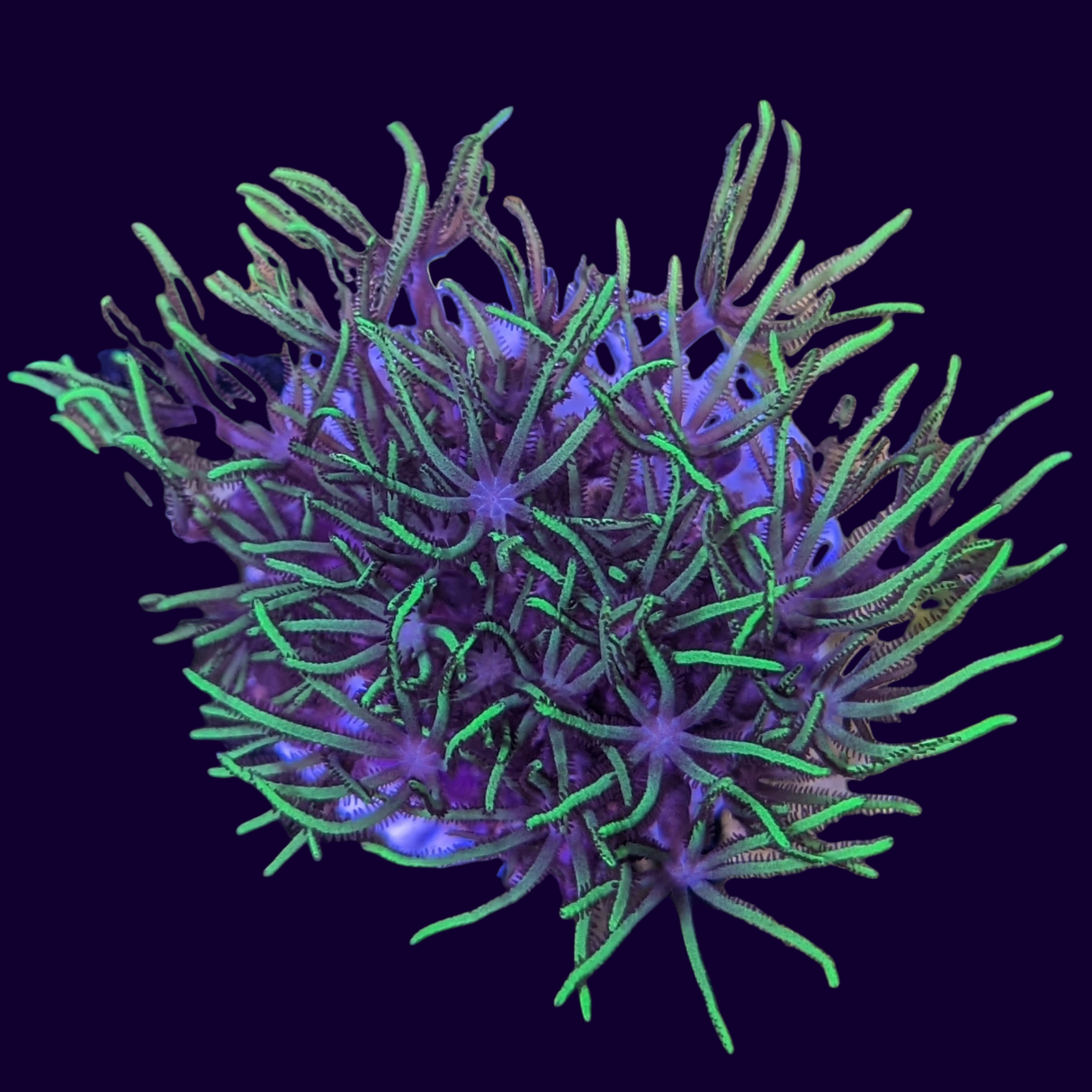 Star Polyps (Standard Plug) (UK Grown)