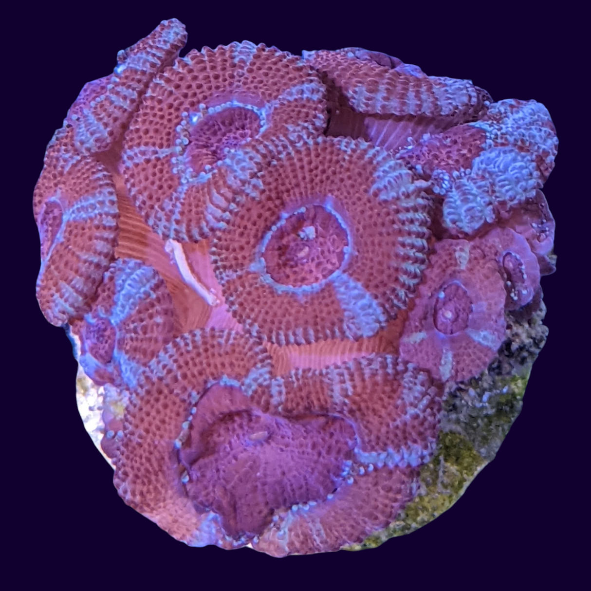 Acanthastrea Lordhowensi