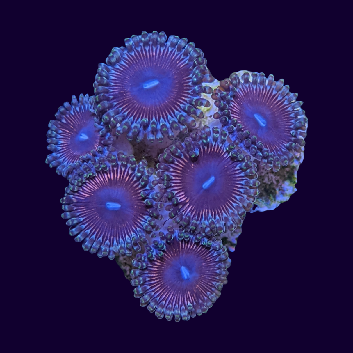 Pink Passion Mini Colony