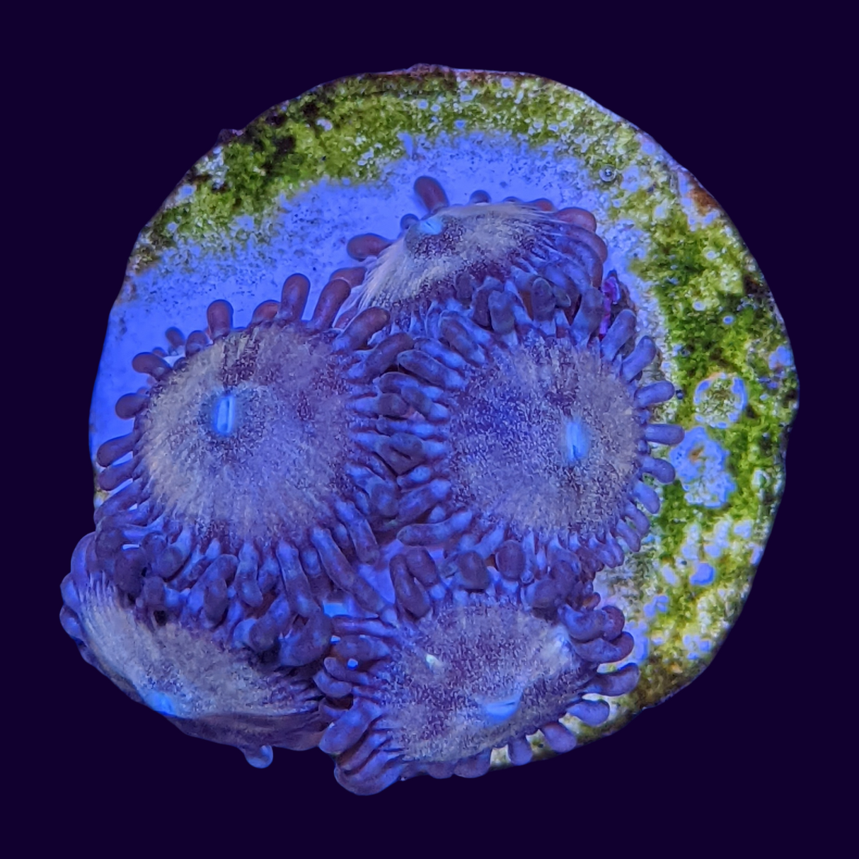 Fairy Dust Zoa Mini Colony