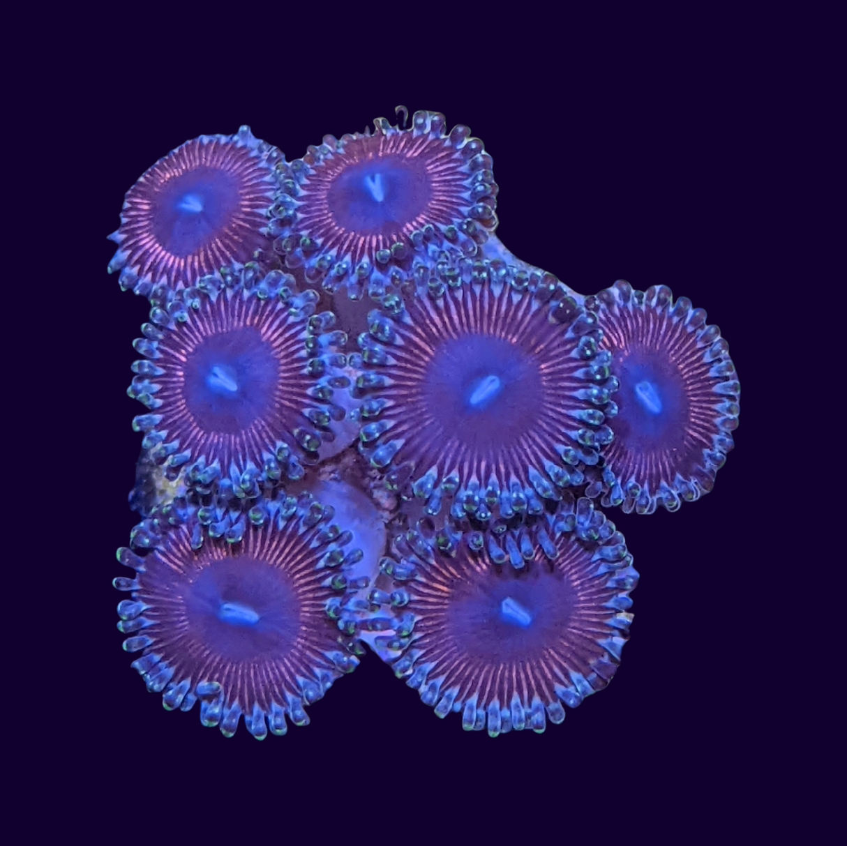 Pink Passion Mini Colony