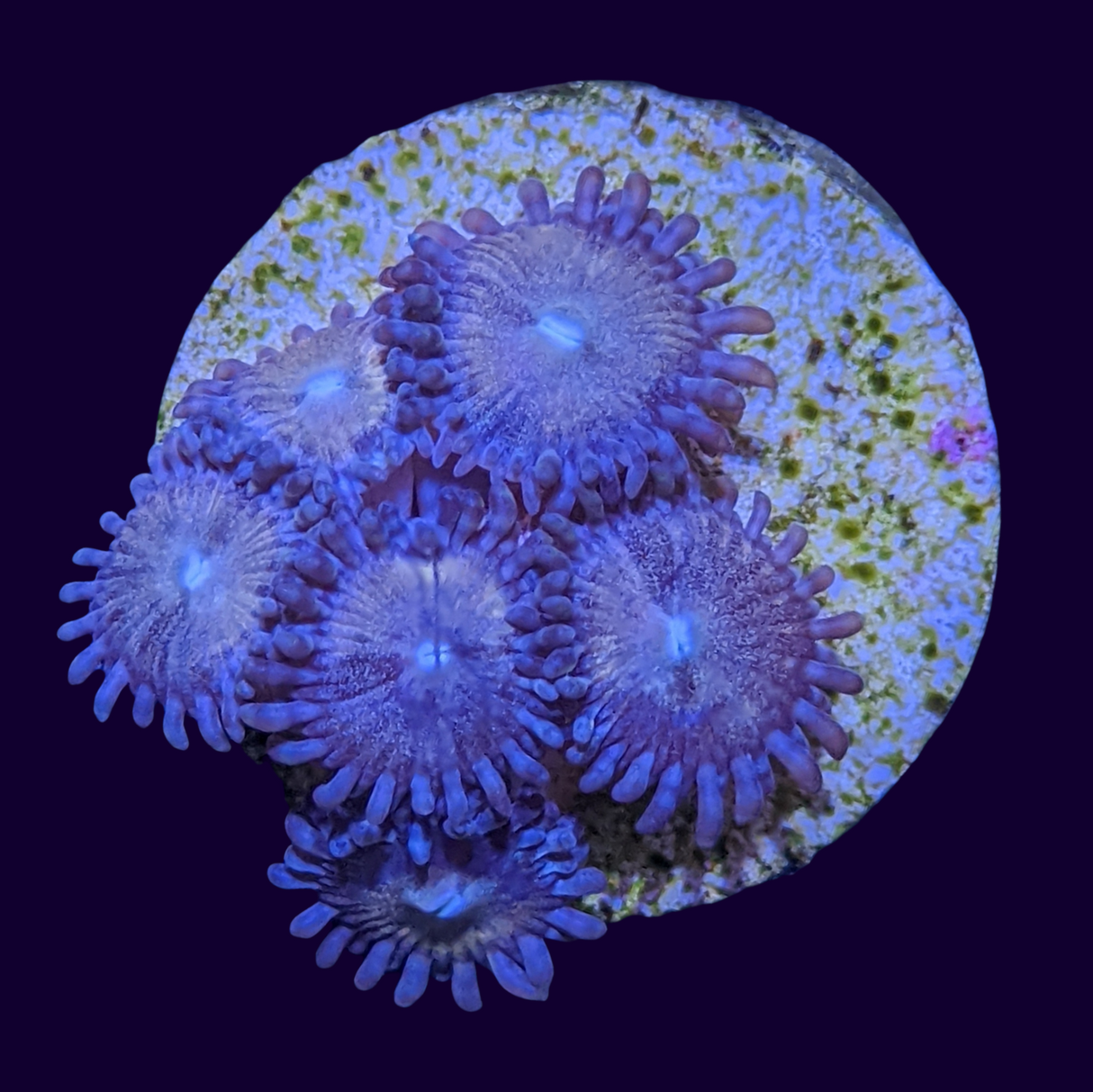 Fairy Dust Zoa Mini Colony