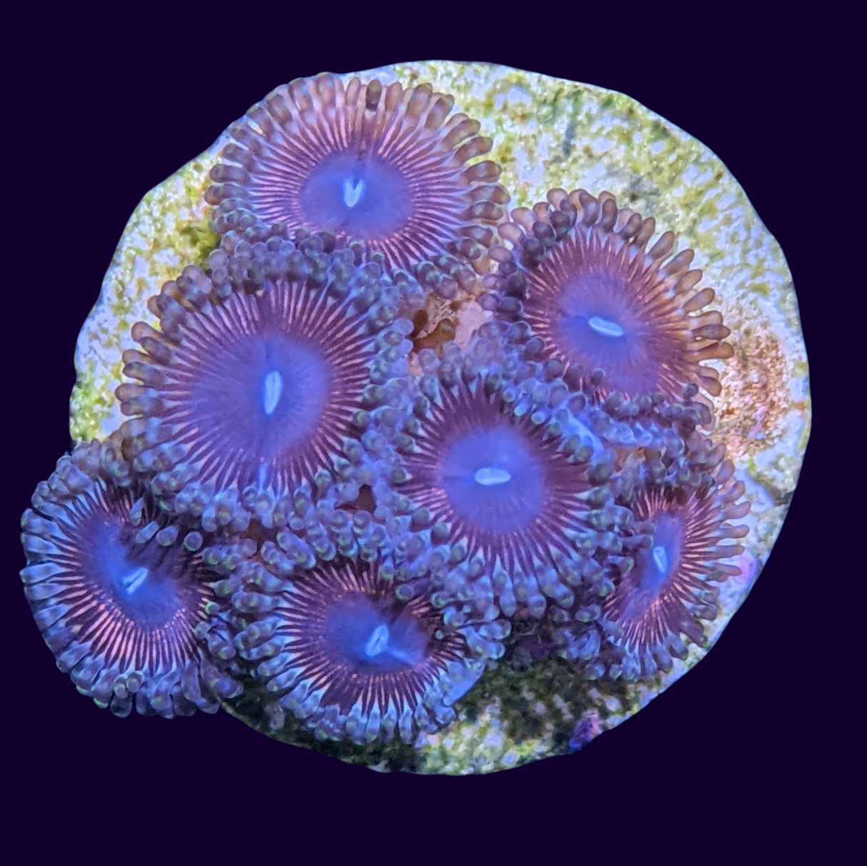 Pink Passion Mini Colony