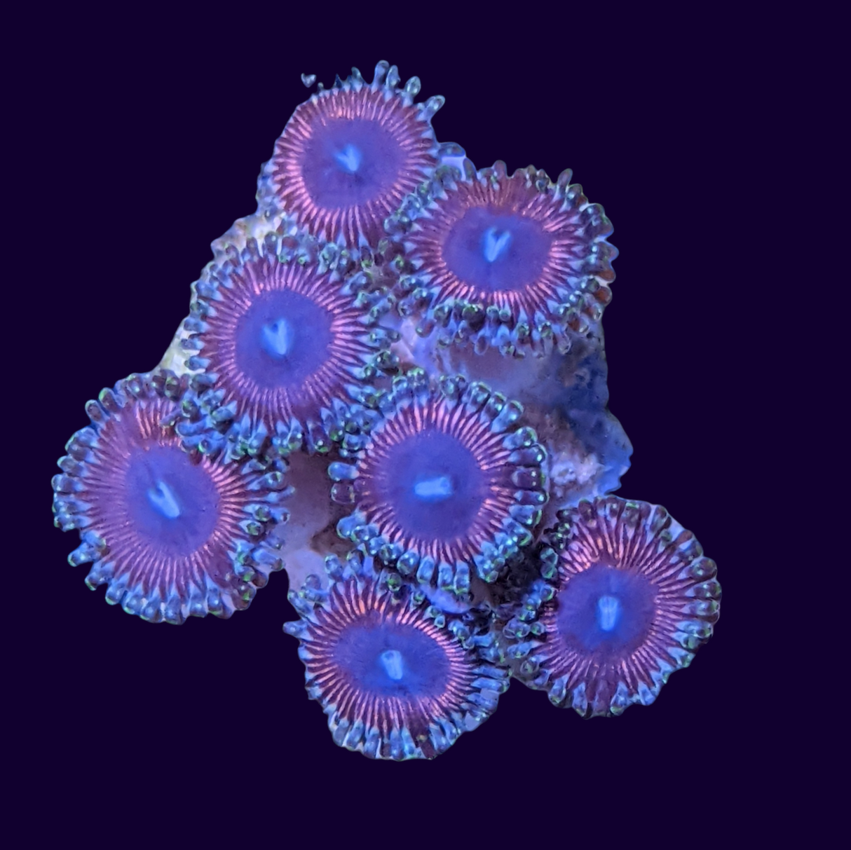 Pink Passion Mini Colony