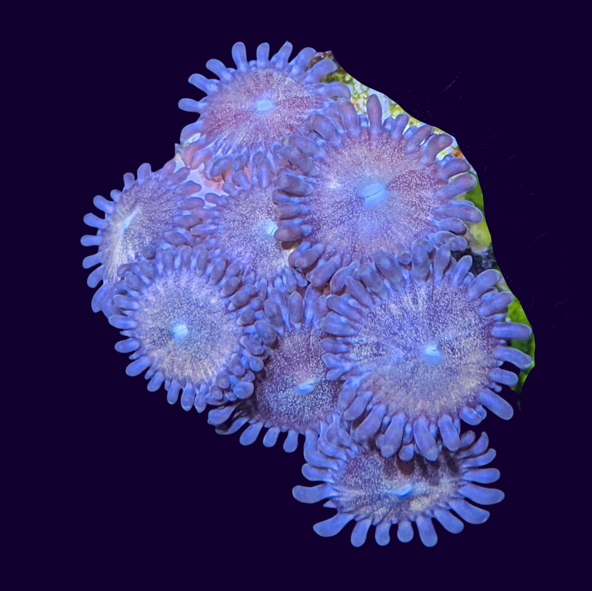 Fairy Dust Zoa Mini Colony