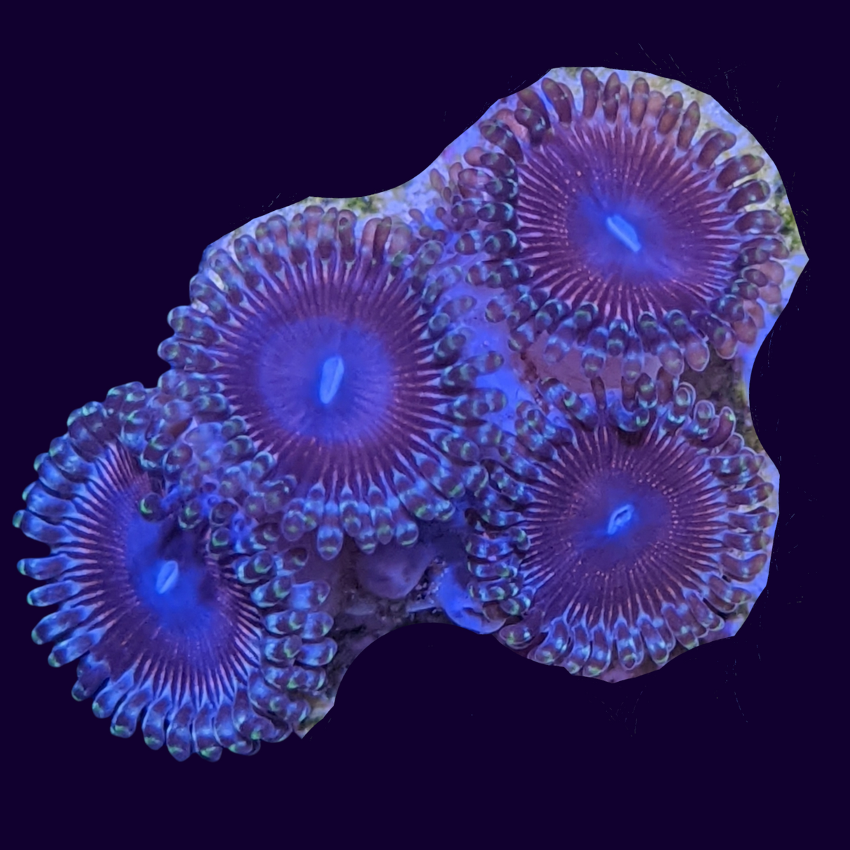 Pink Passion Mini Colony