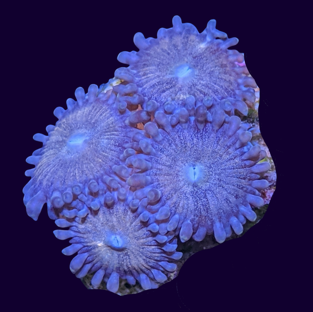 Fairy Dust Zoa Mini Colony