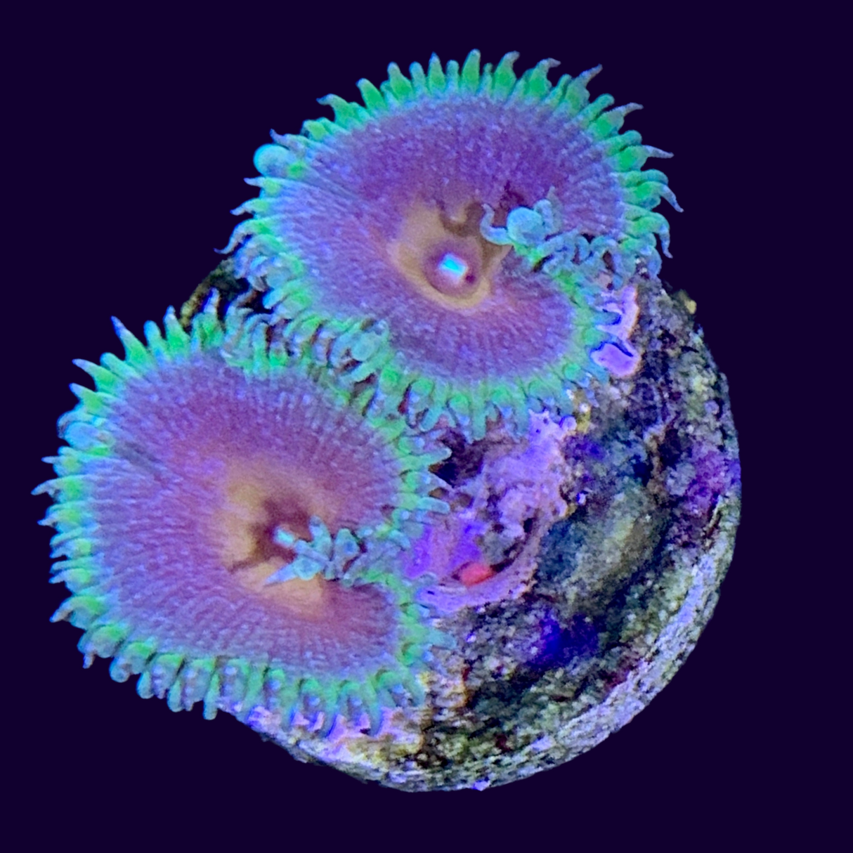 Captain America Zoa Frag