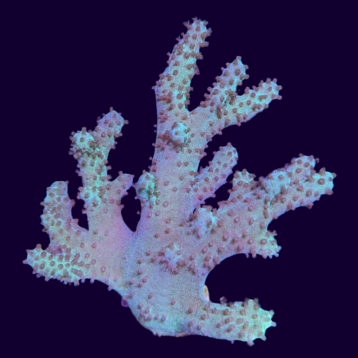 Aquacultured Aqua Green Sinularia