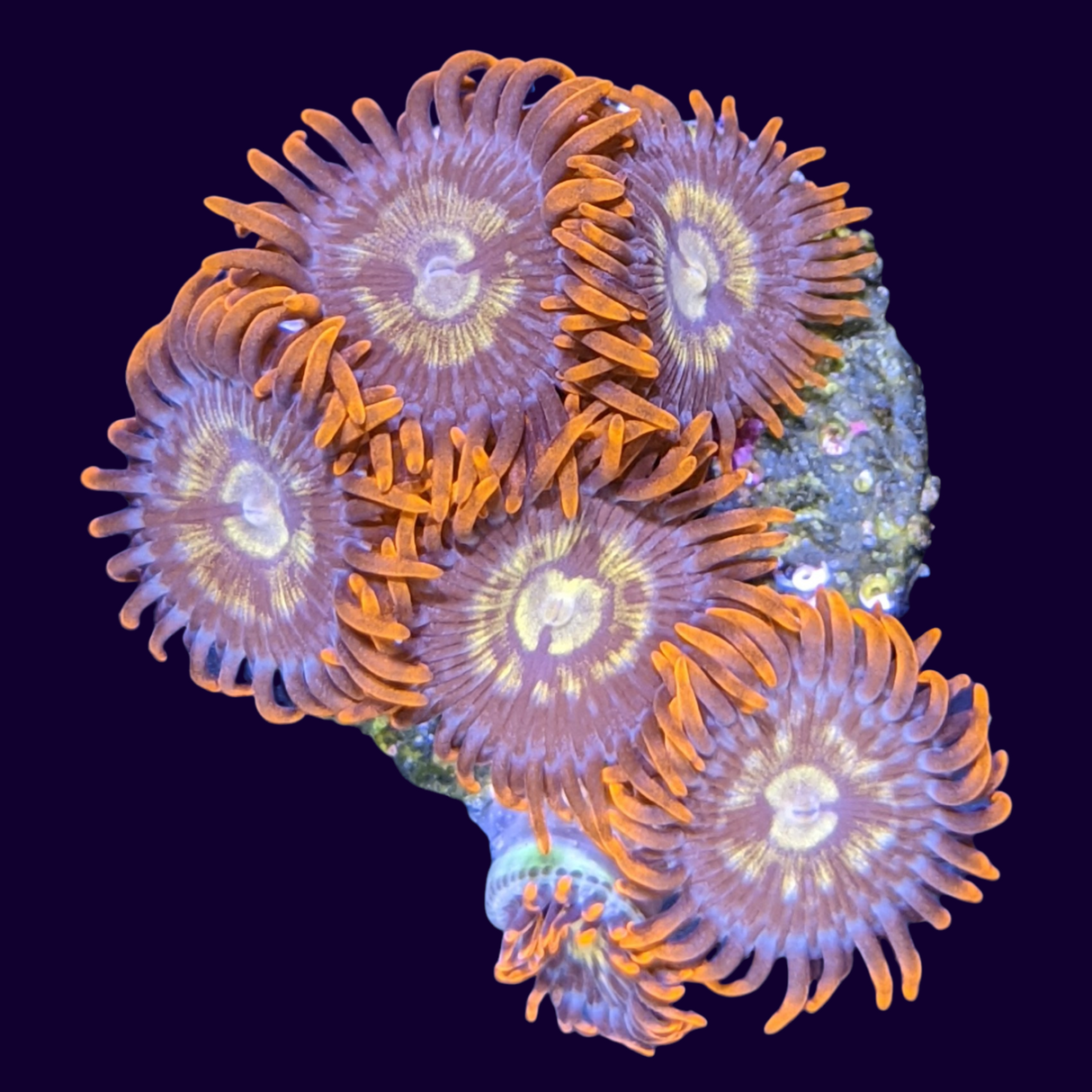 Chocolate Orange Zoa Frag