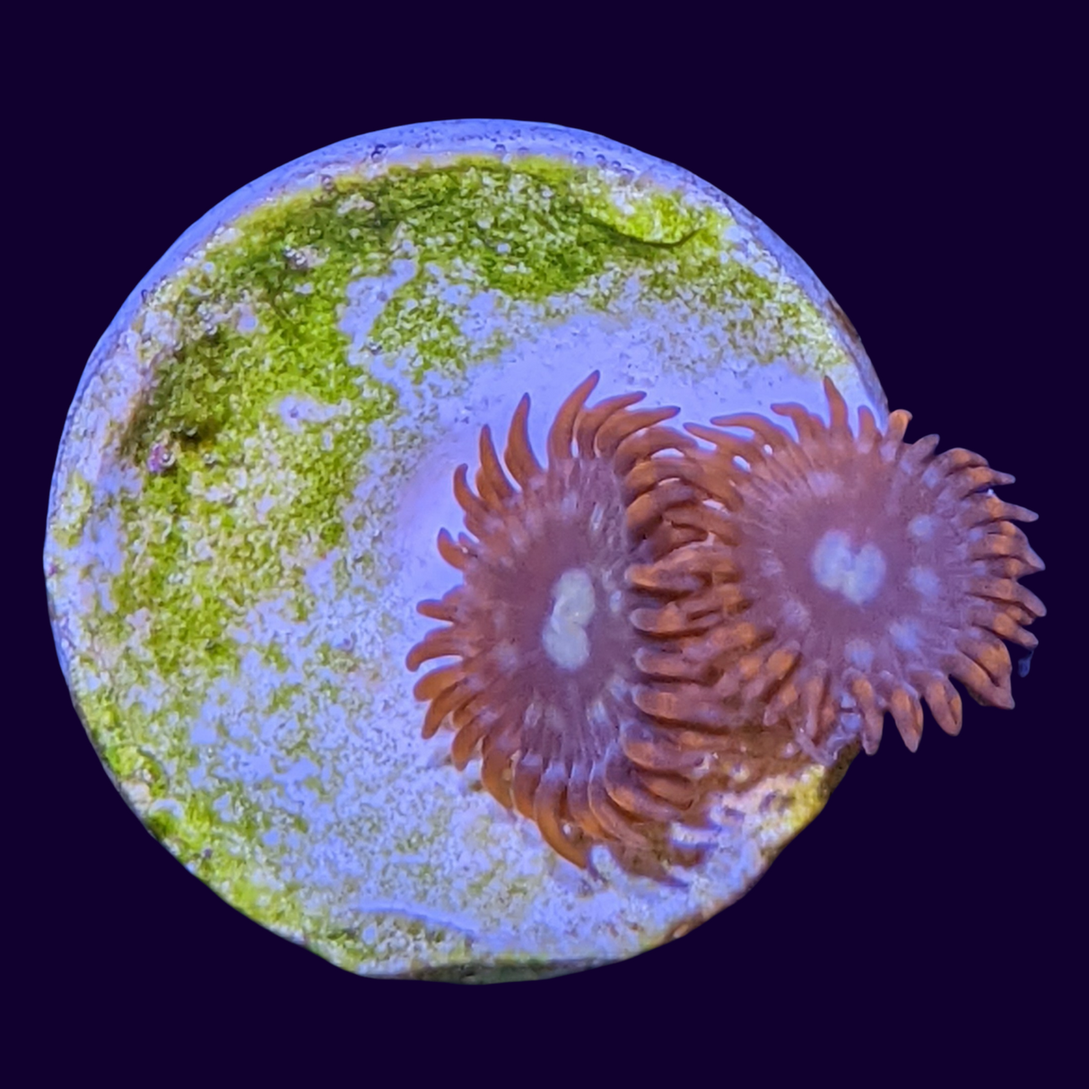 Chocolate Orange Zoa Frag