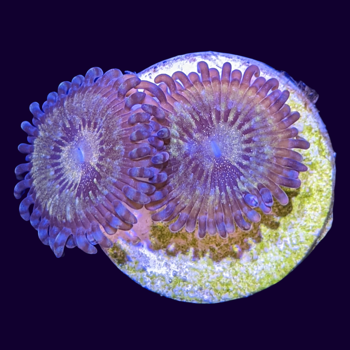 Reverse Space Monster (UK Grown)