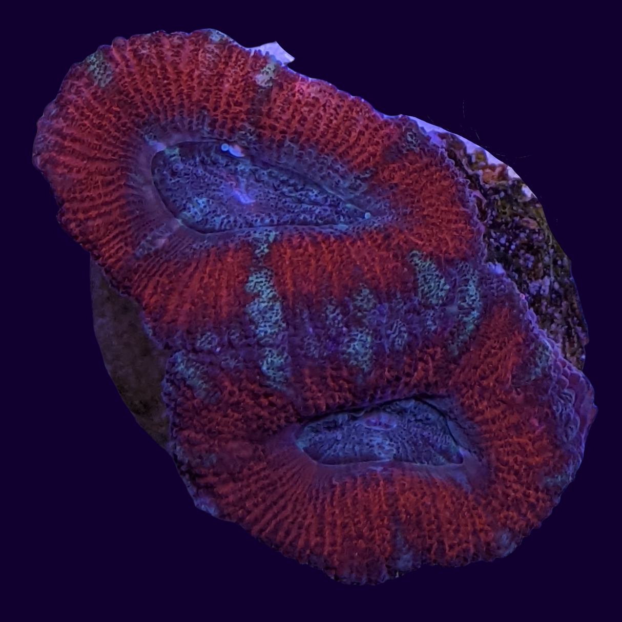 Acanthastrea Lordhowensi