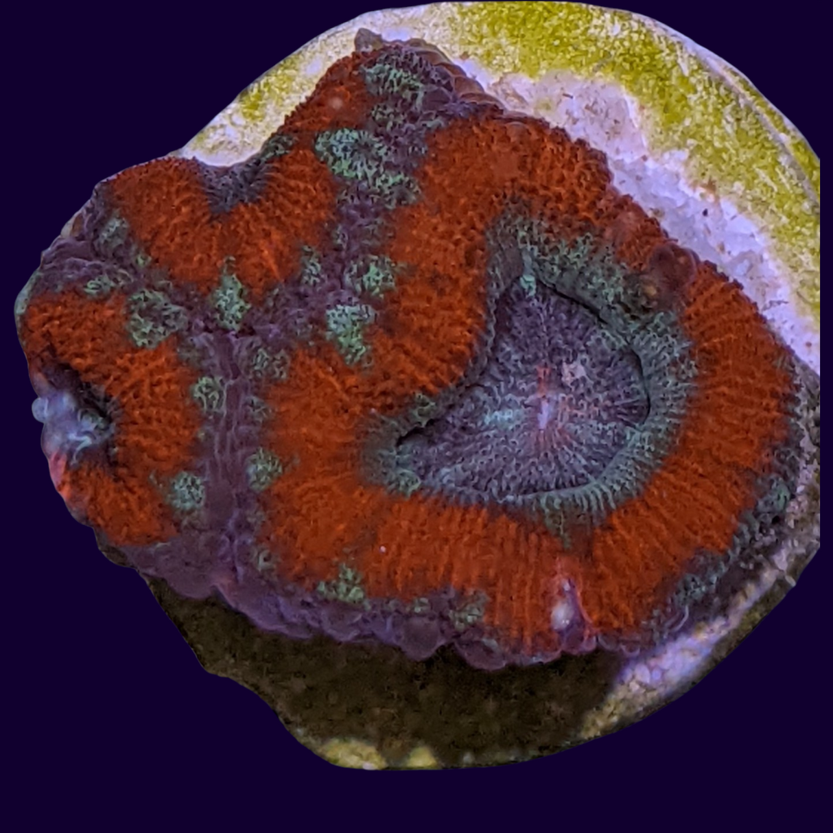 Acanthastrea Lordhowensi
