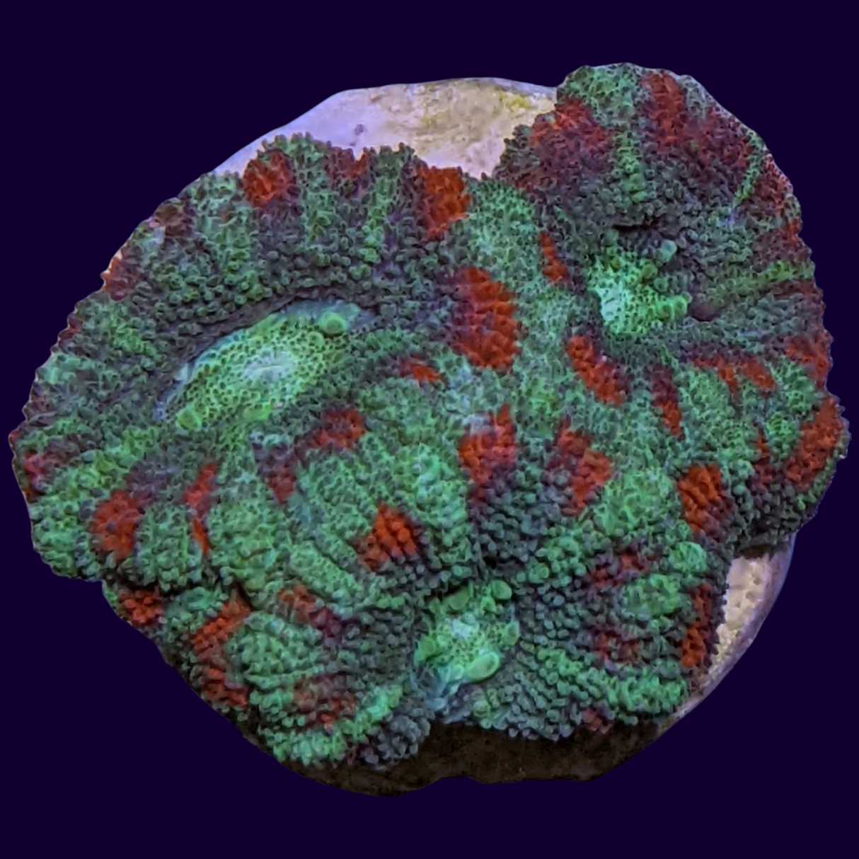 Acanthastrea Lordhowensi
