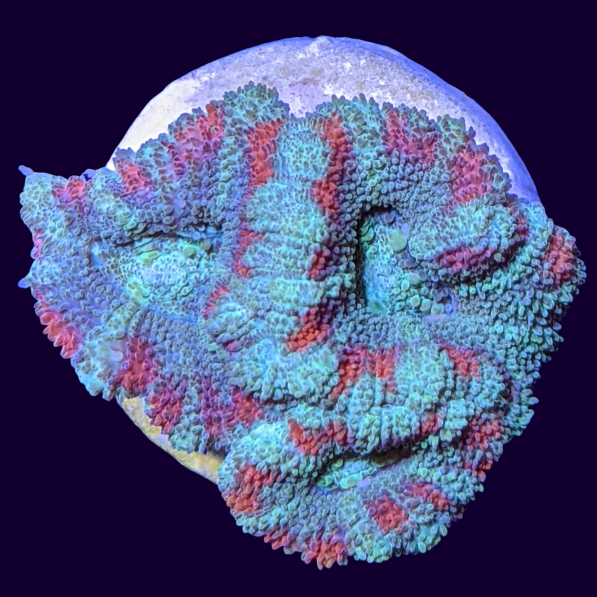 Acanthastrea Lordhowensi