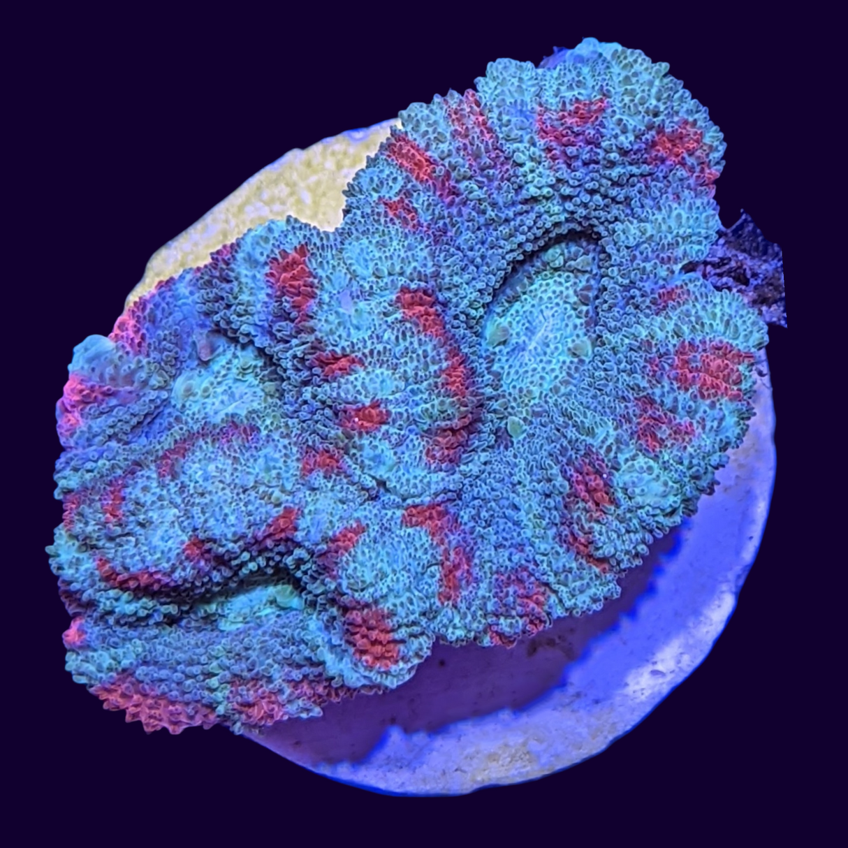 Acanthastrea Lordhowensi