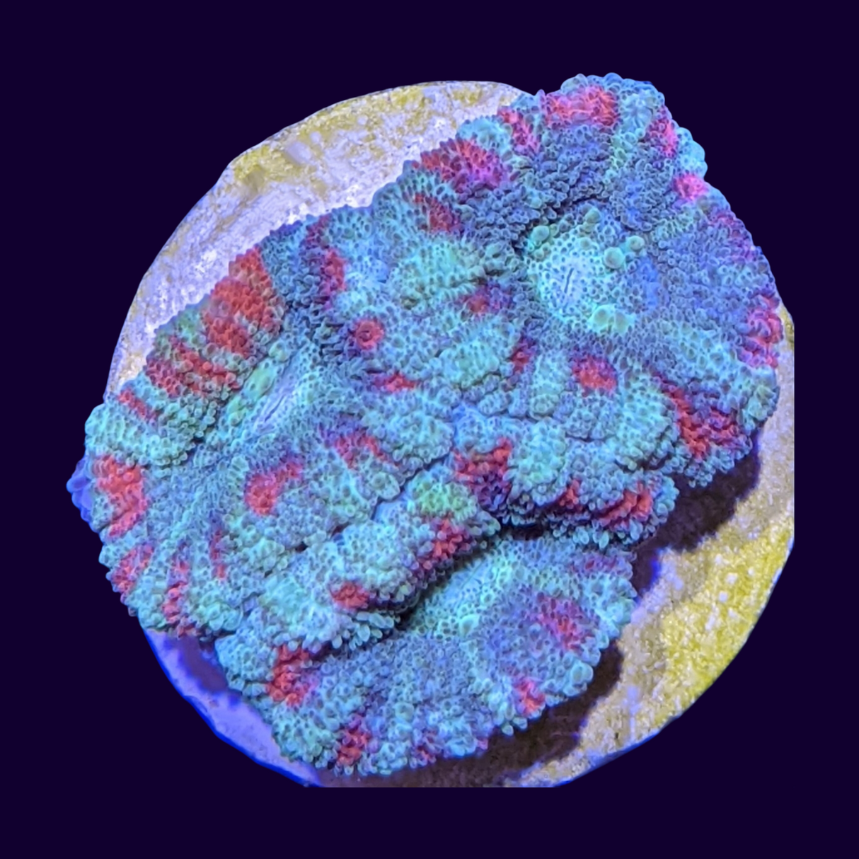 Acanthastrea Lordhowensi