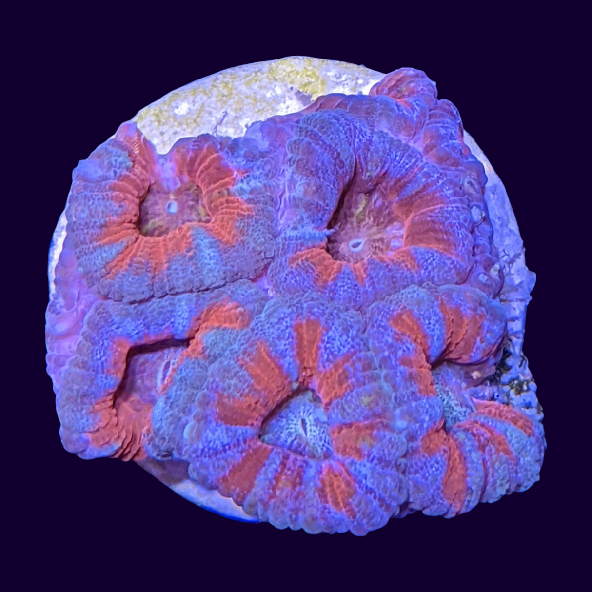 Acanthastrea Lordhowensi