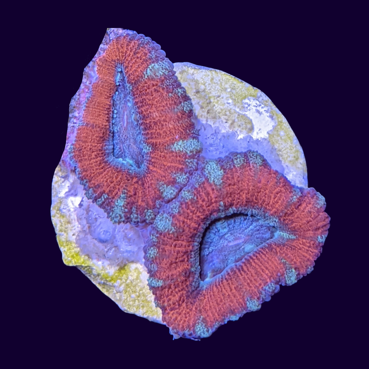 Acanthastrea Lordhowensi