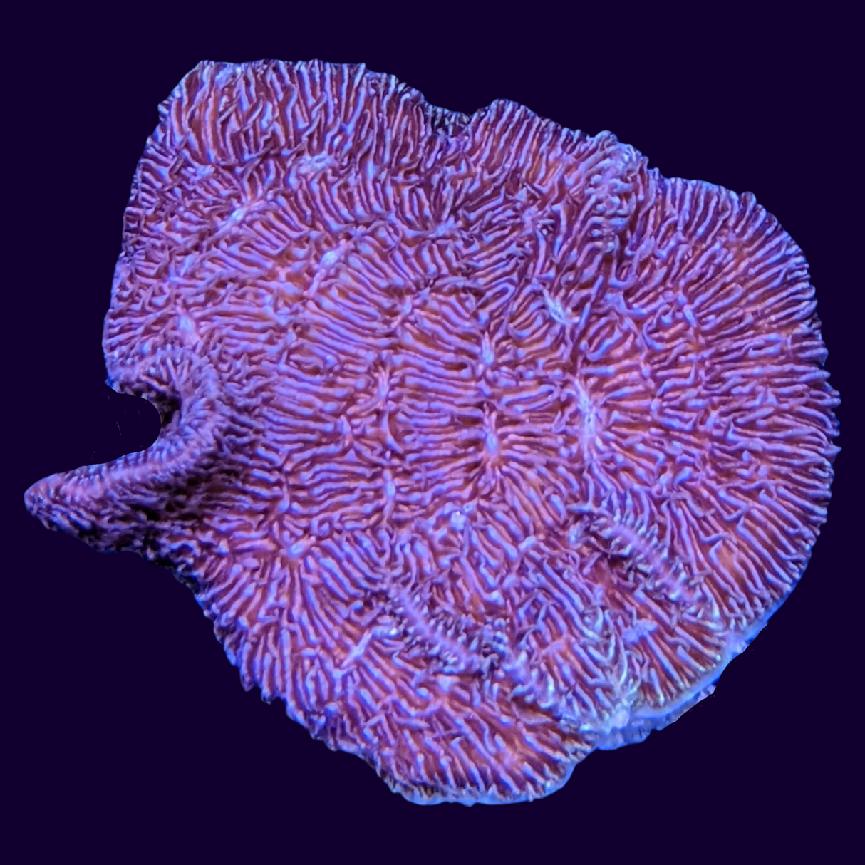 Deep Purple Pavona (UK Grown)