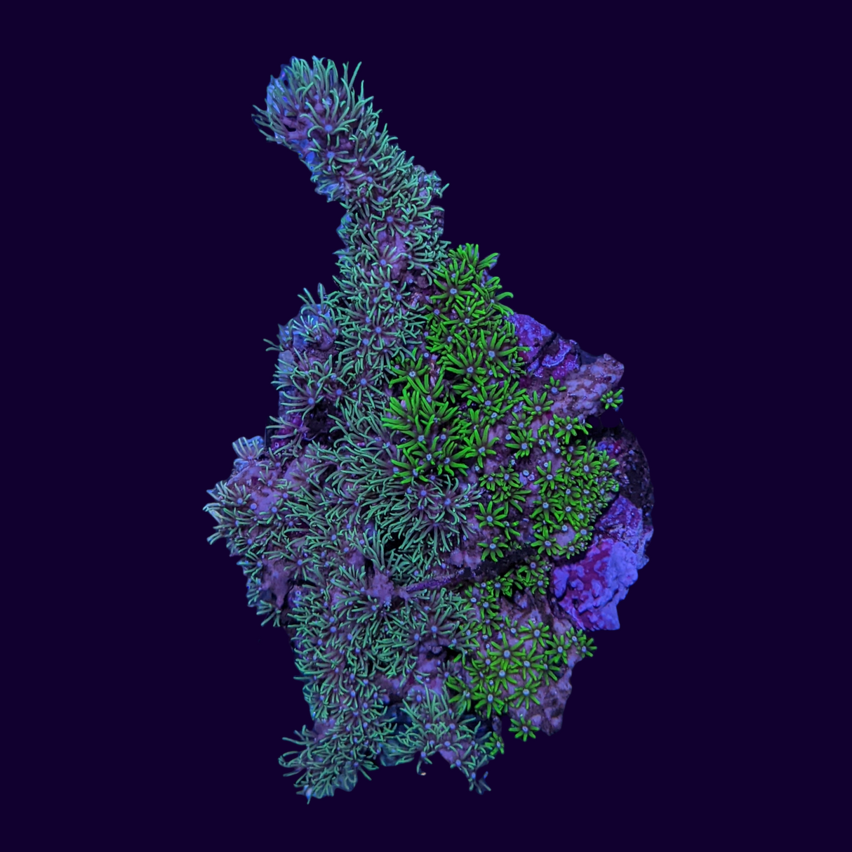 Aquacultured Green Star Polyp Colony