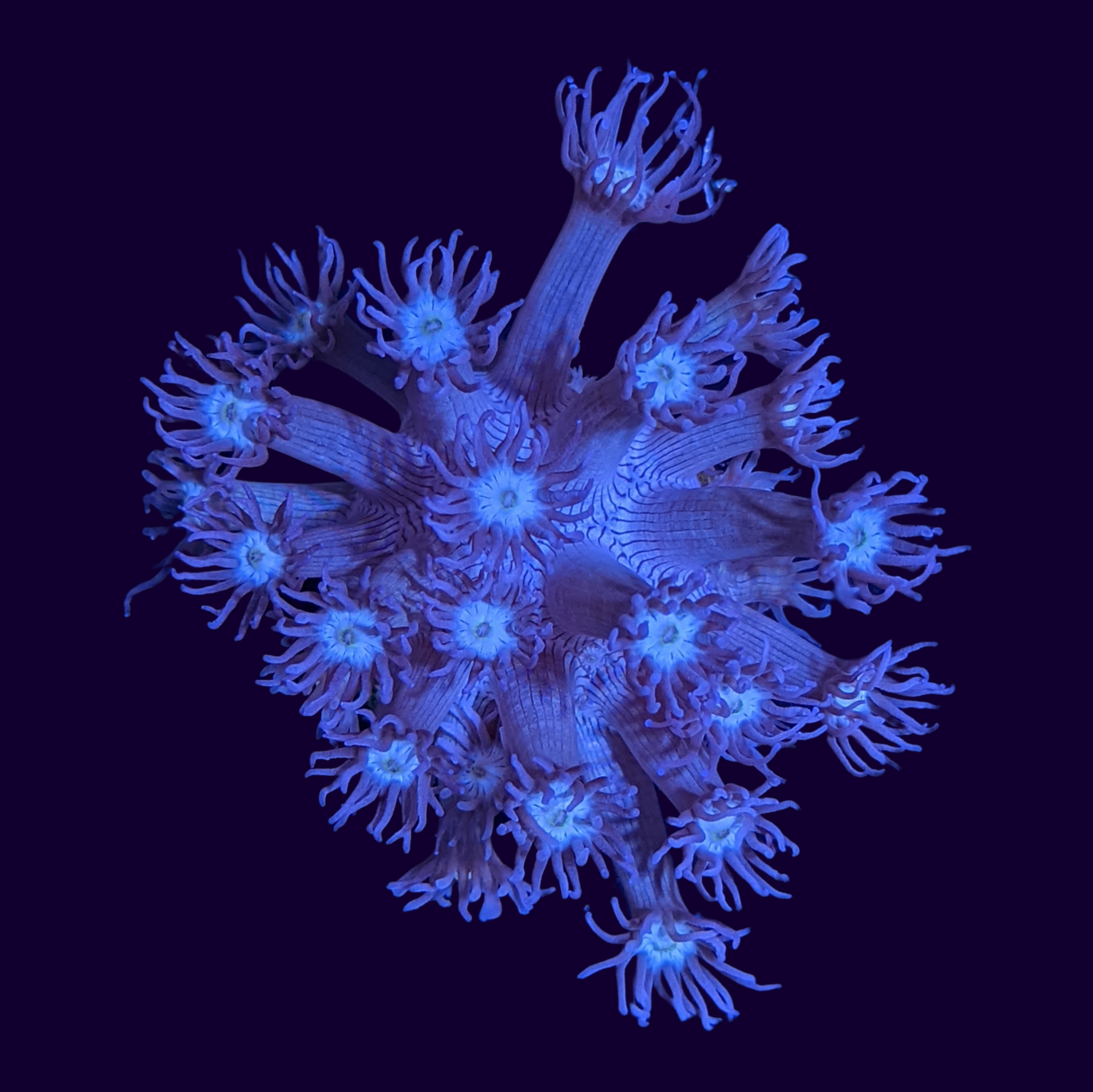 Blue with Cream Eye Goniopora