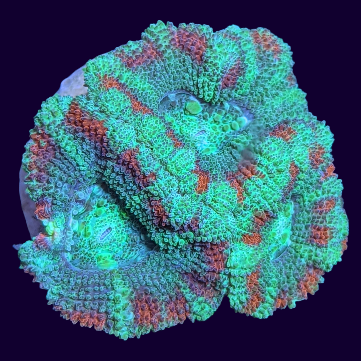 Acanthastrea Lordhowensi