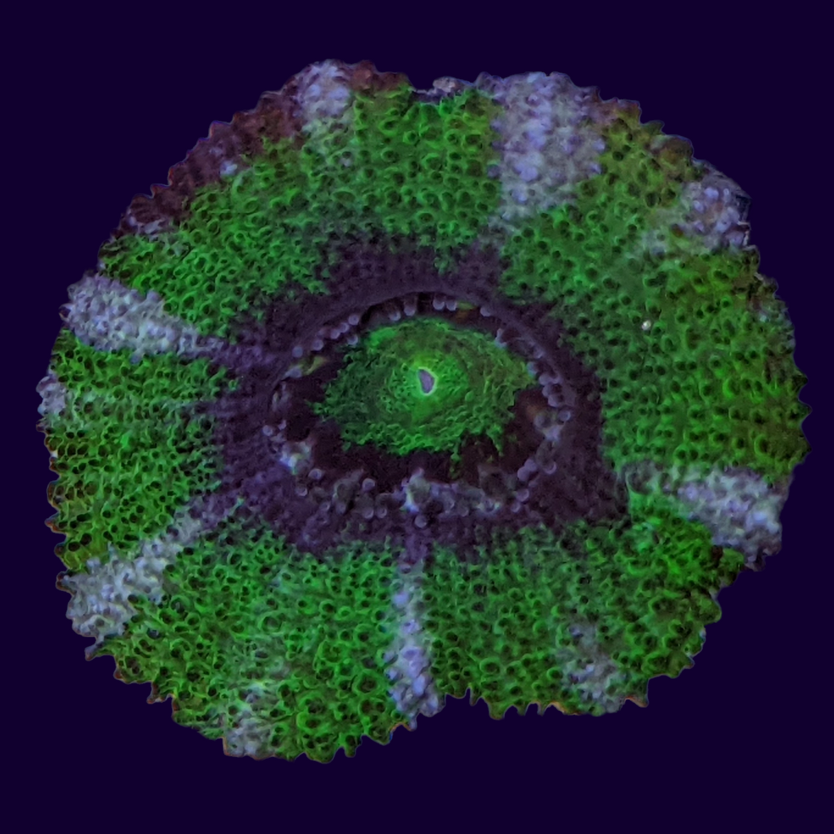 Acanthastrea Lordhowensi