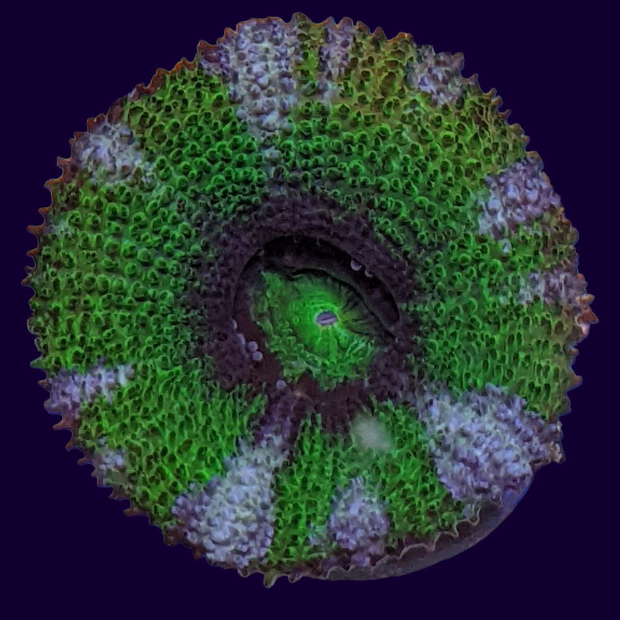 Acanthastrea Lordhowensi