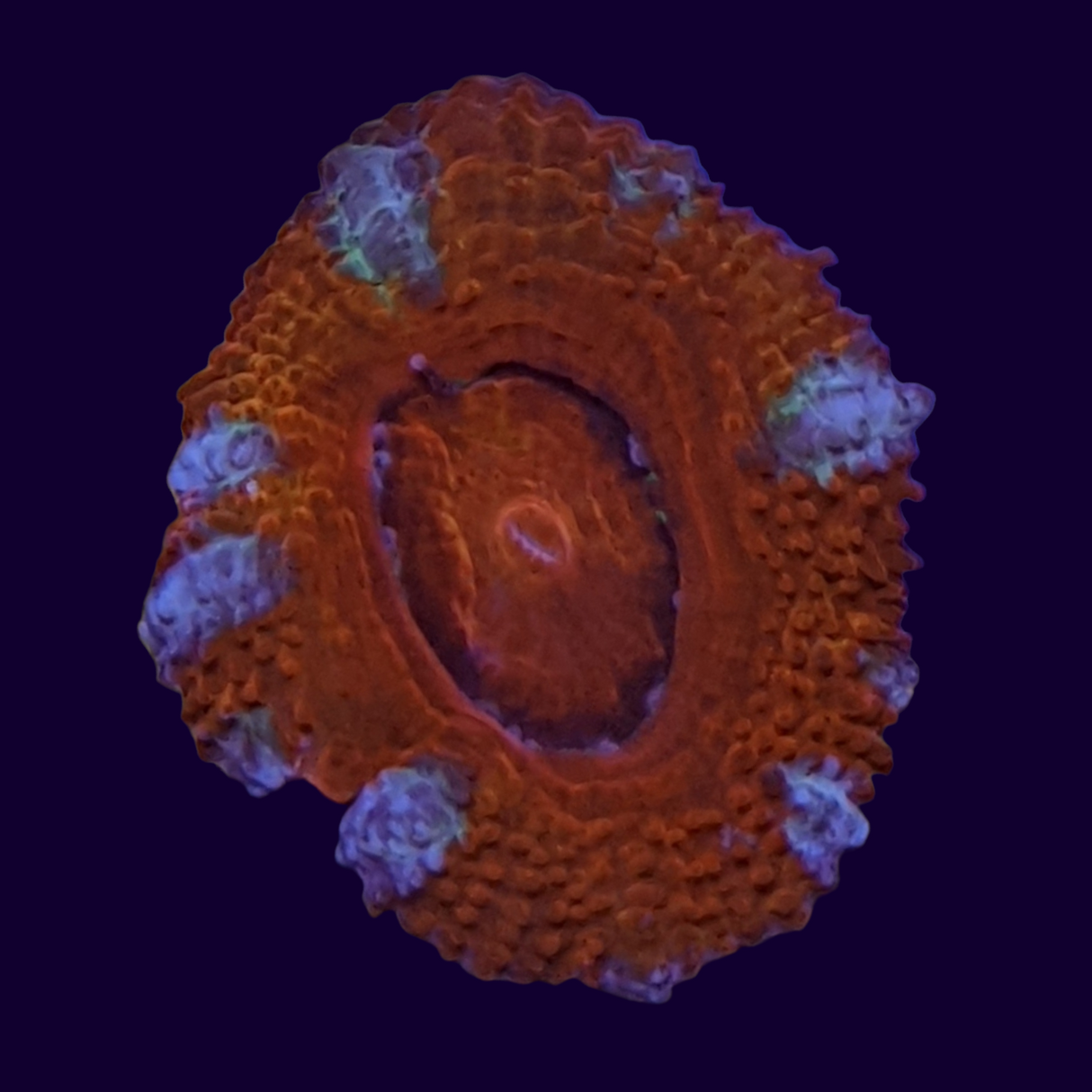Acanthastrea Lordhowensi