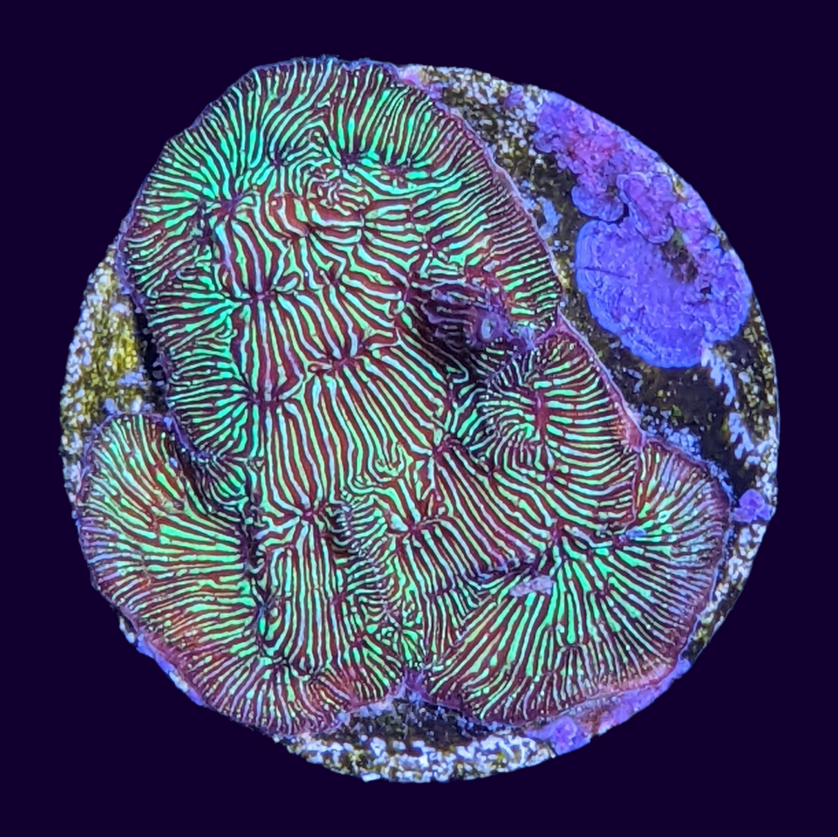 Metallic Green Pavona (UK Grown)