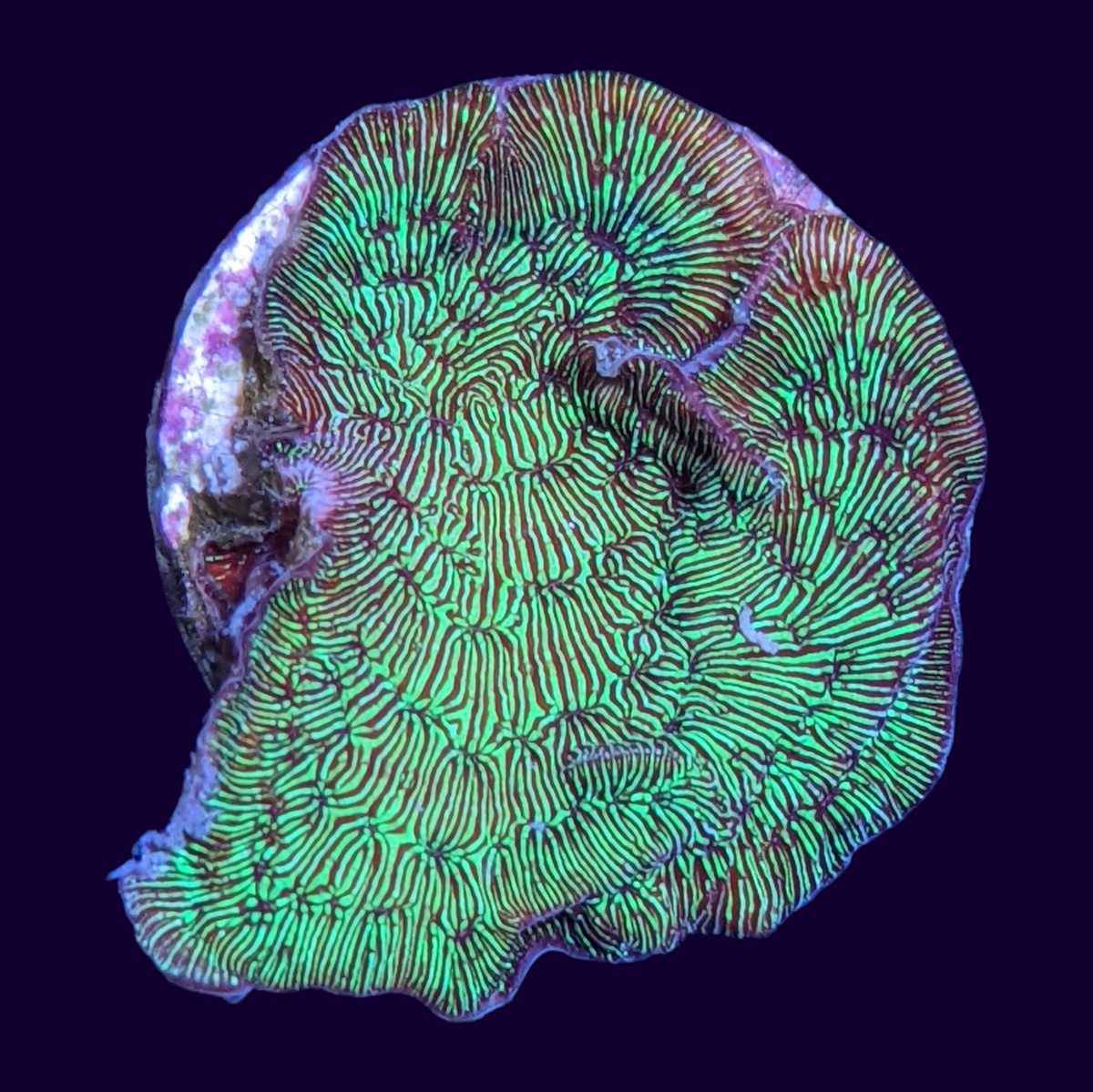 Metallic Green Pavona (UK Grown)