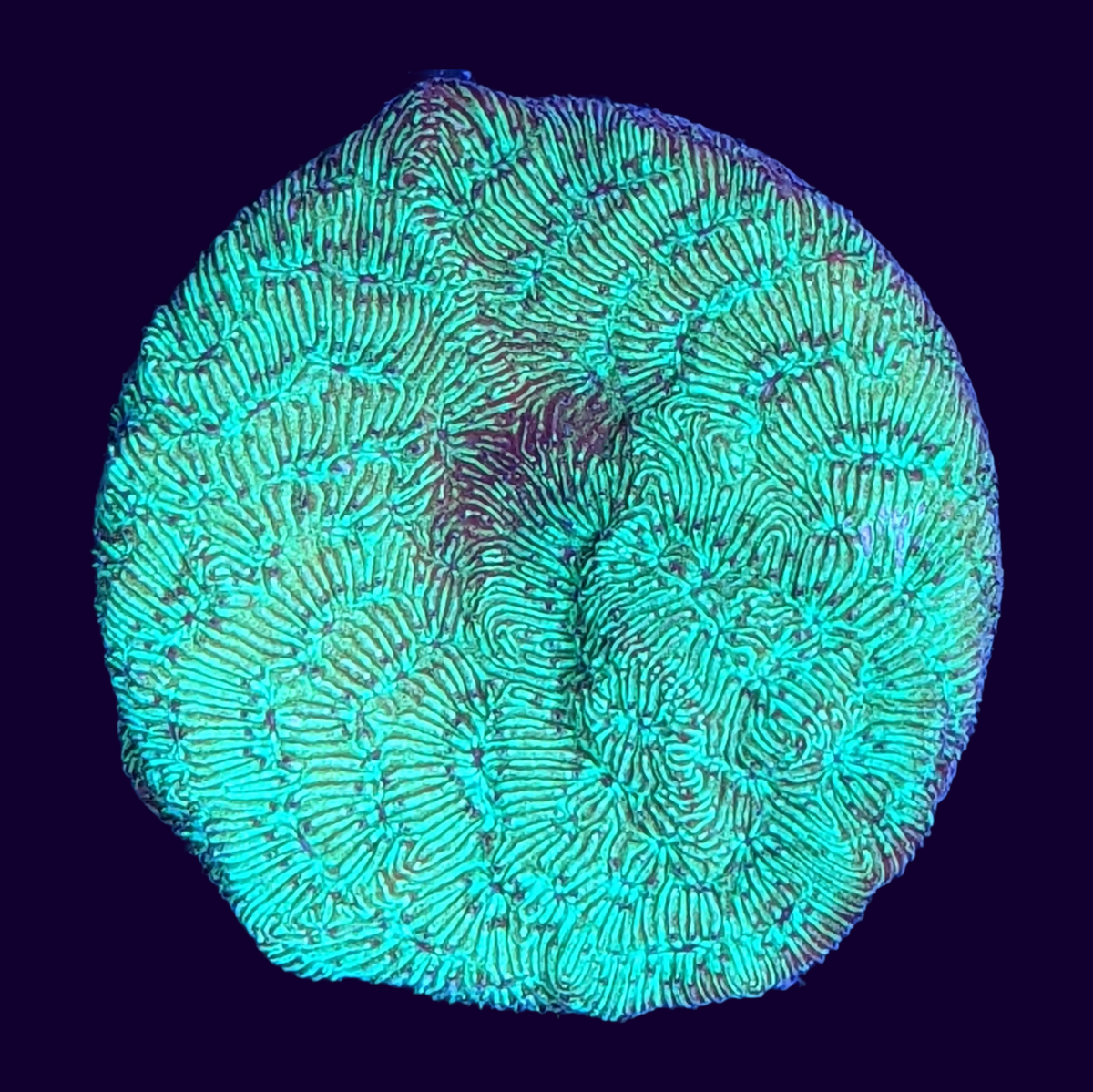 Metallic Green Pavona (UK Grown)