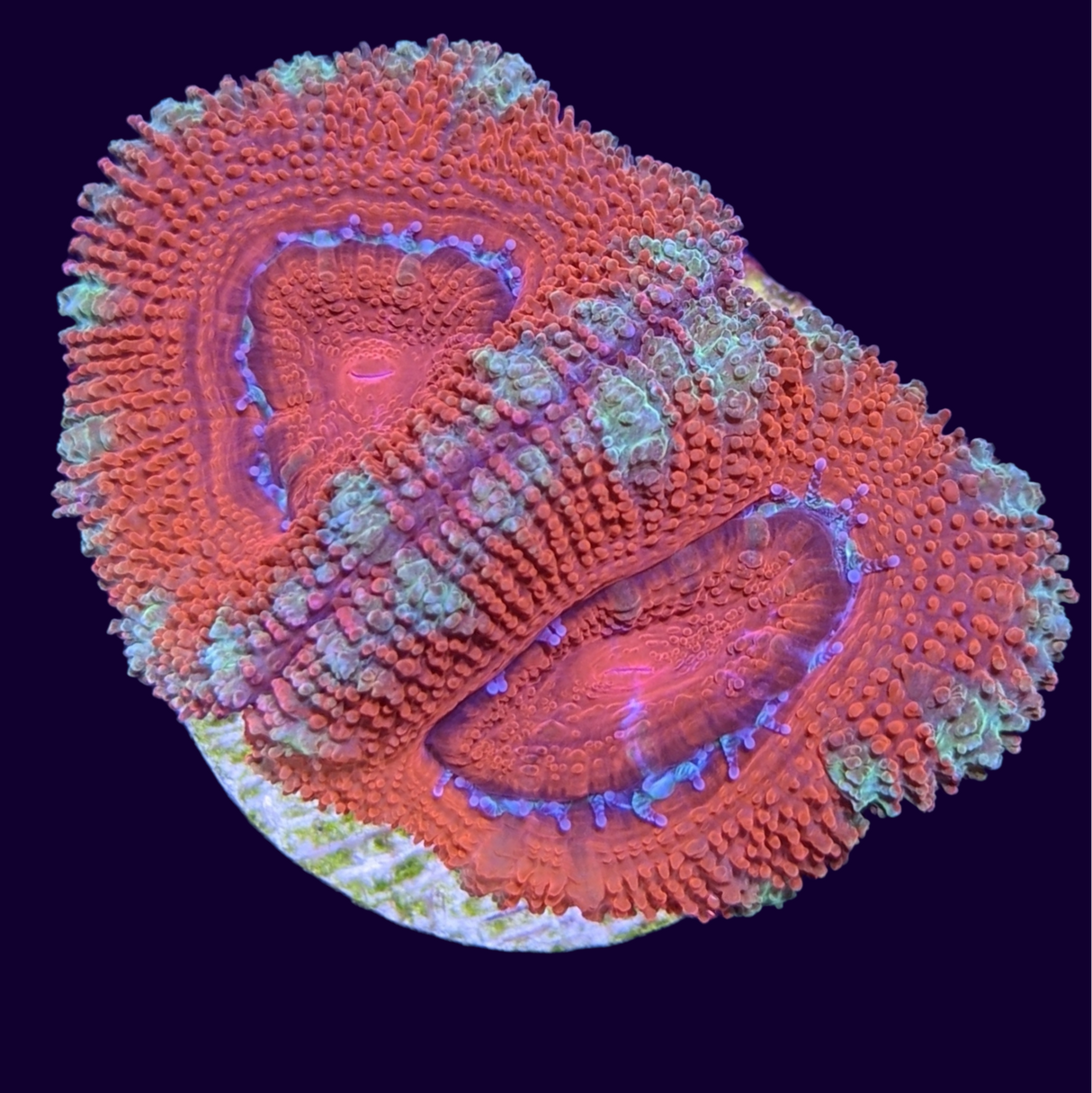 Acanthastrea Lordhowensi