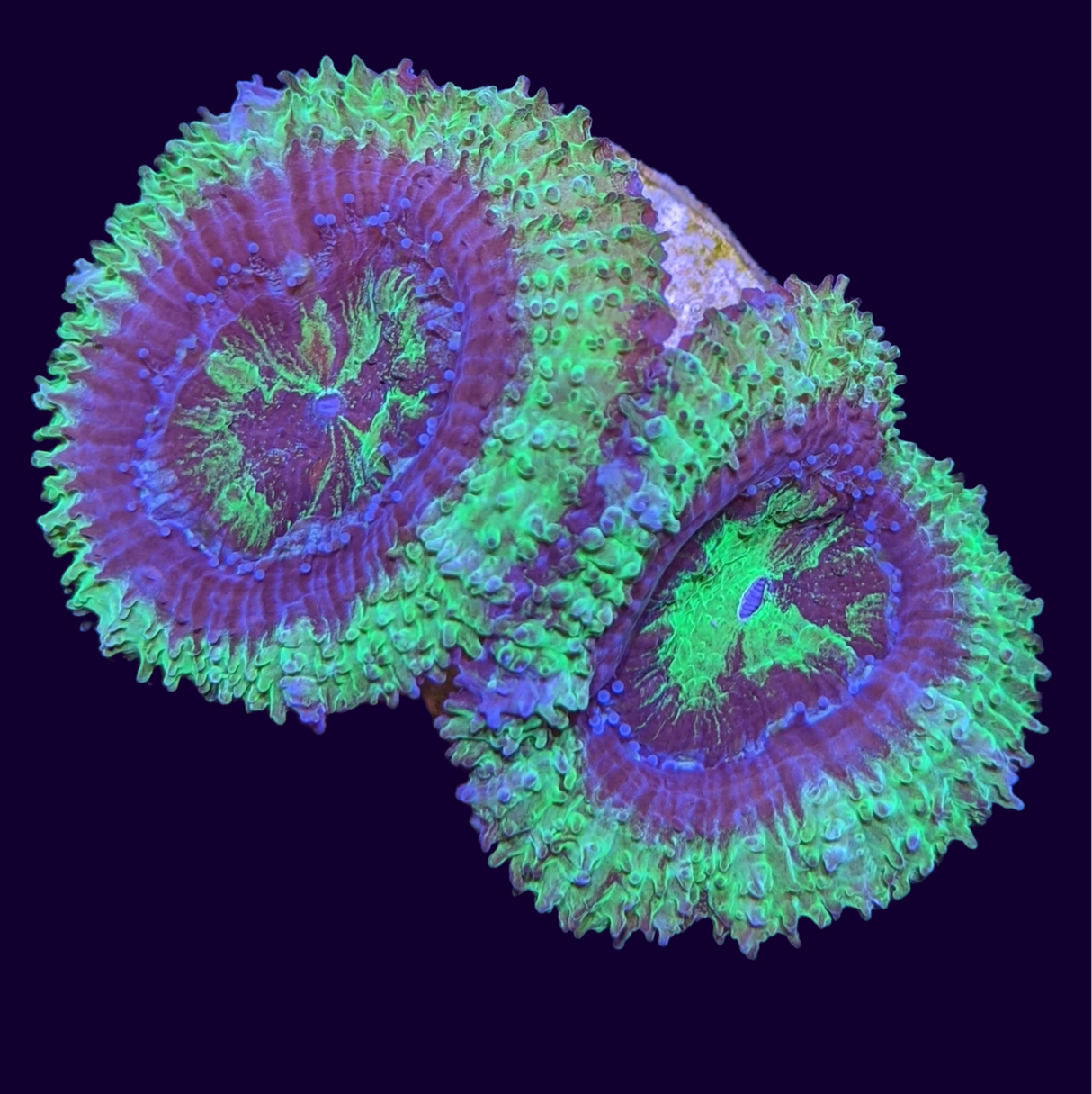 Acanthastrea Lordhowensi