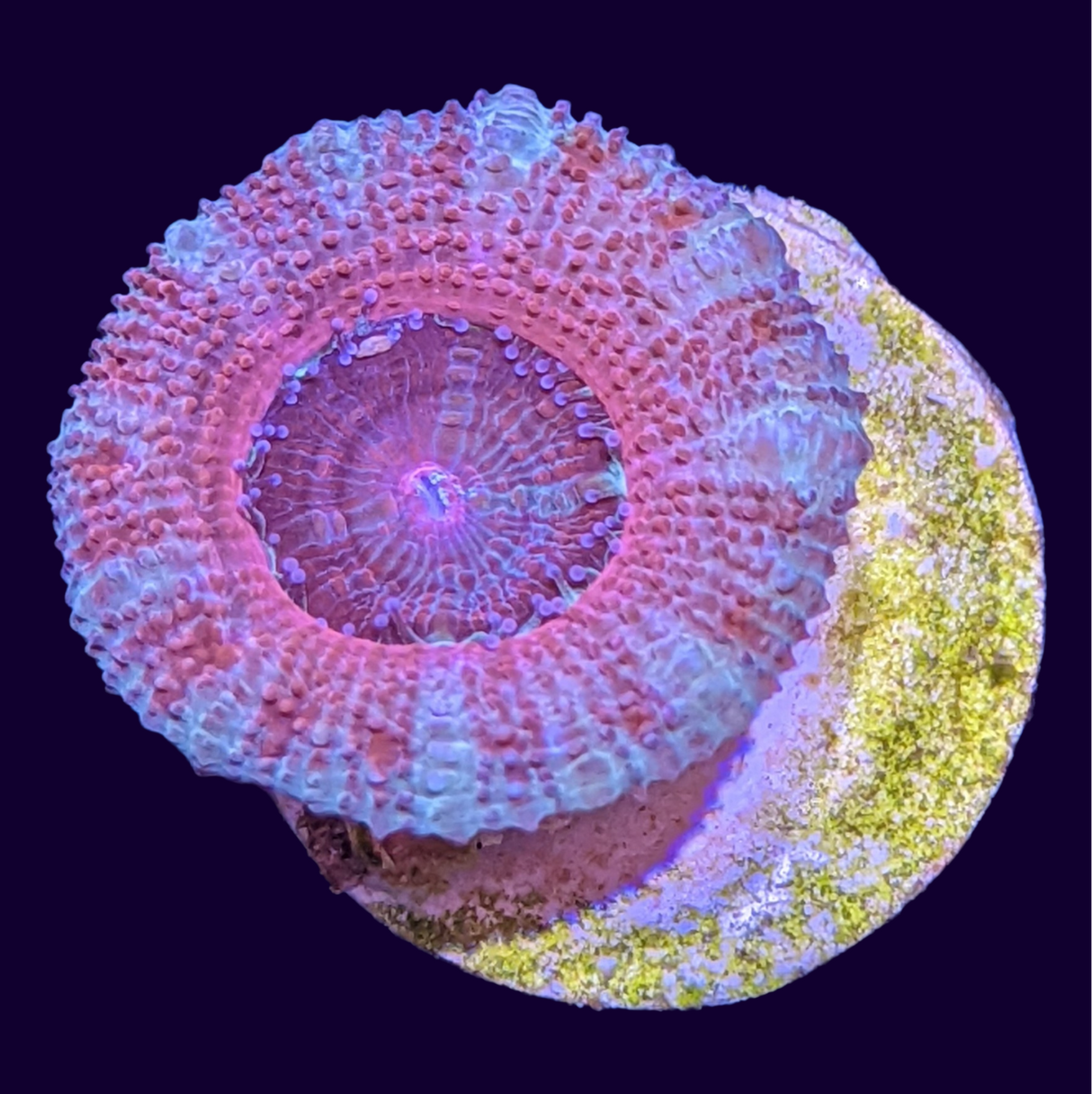 Acanthastrea Lordhowensi