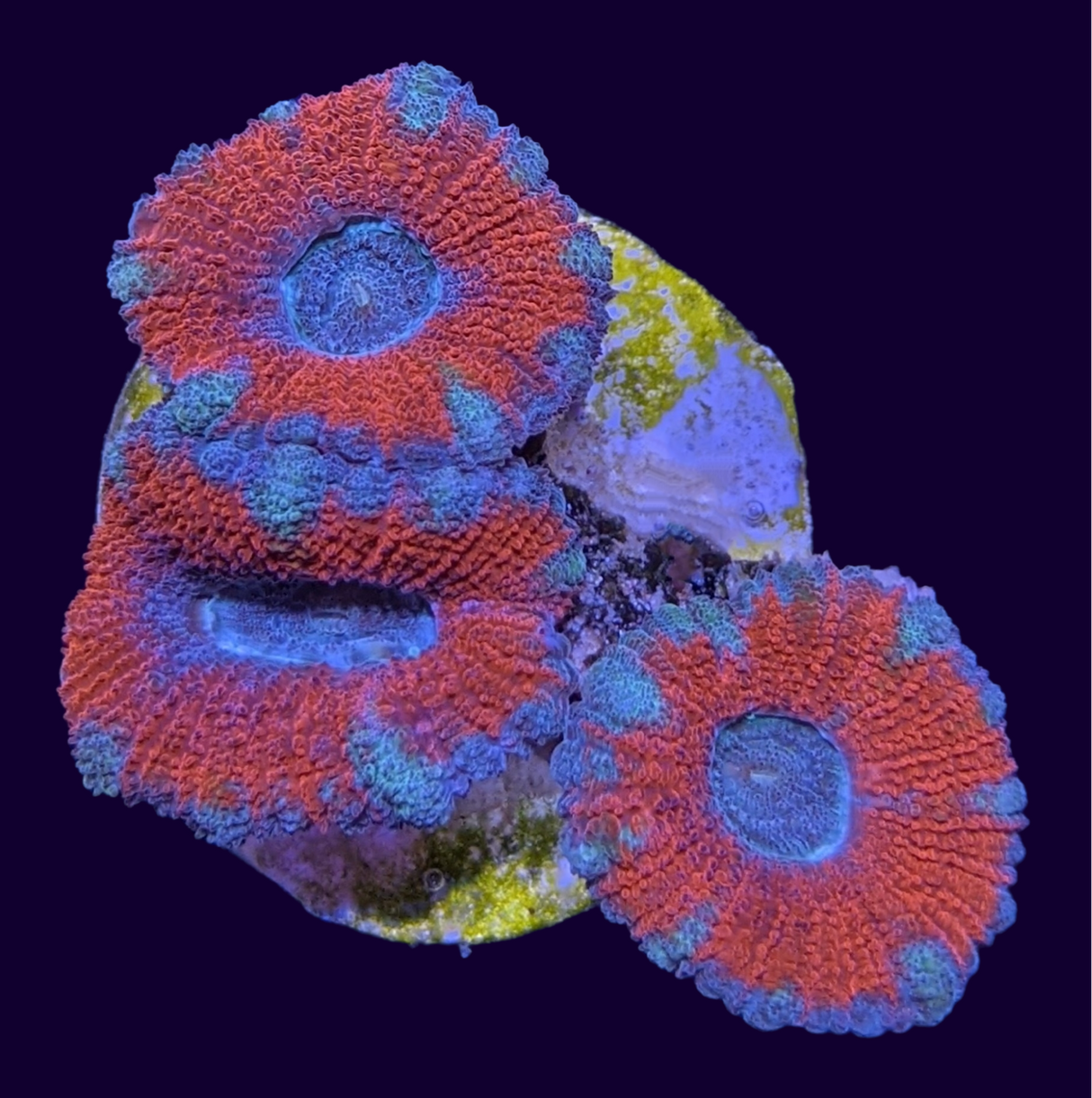 Acanthastrea Lordhowensi