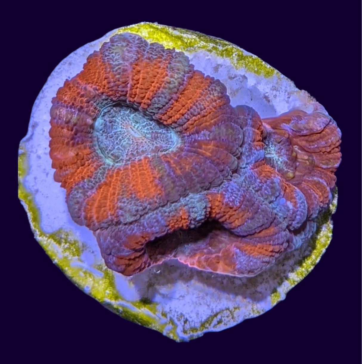 Acanthastrea Lordhowensi