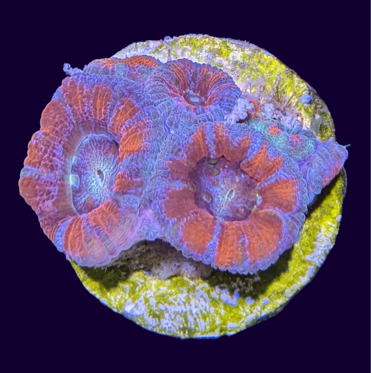 Acanthastrea Lordhowensi